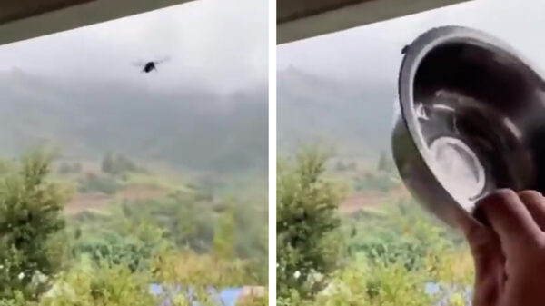 Met een beetje tennistalent kom je zo van dat bijennest af