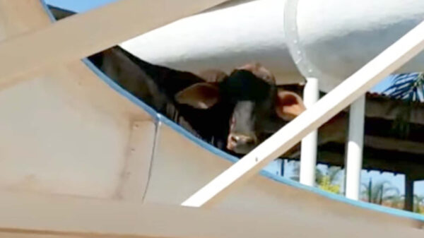 Koe ontsnapt aan het slachthuis en maakt meteen een ritje over een waterglijbaan