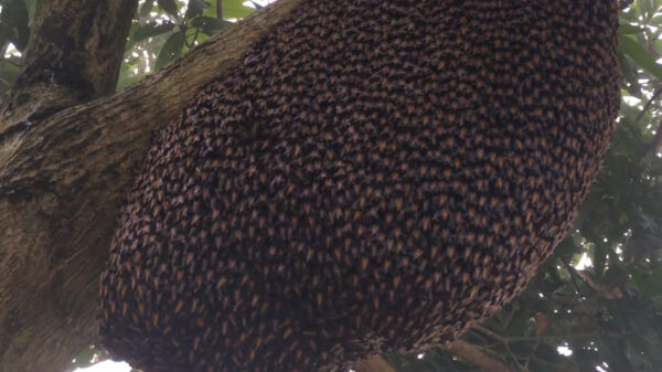 Het verdedigingsmechanisme van dit bijennest ziet er fascinerend uit