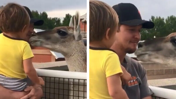 Vader laat koter zien wat voor dier een lama is