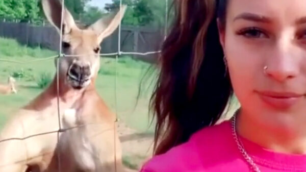 Kangoeroe probeert indruk maken op het vrouwtje