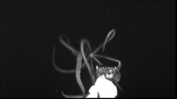 Zeldzame reuzenoctopus in Amerika op camera vastgelegd