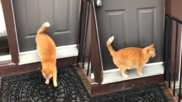 Hey hooman, laat me er eens in