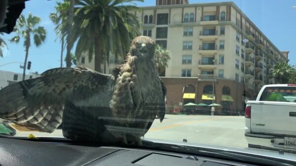 Luie havik heeft geen zin om te vliegen en besluit te gaan liften