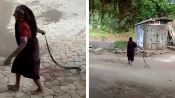 Cobra had even niet gerekend op oma en wordt hardhandig het dorp uitgeslingerd