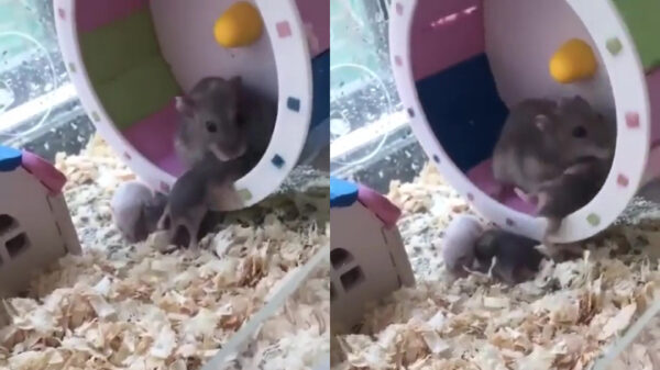 Moeder van het jaar begint bijtijds met de training