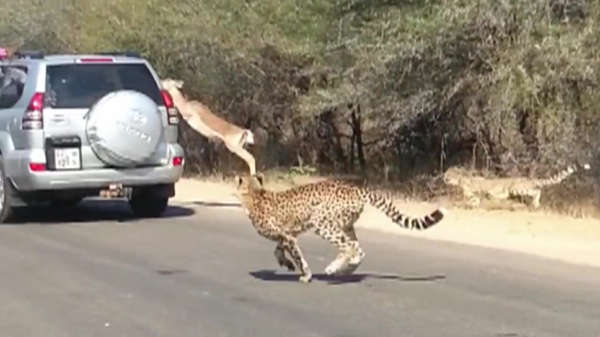 Impala weet zich van cheetahs te redden door in toeristenauto te springen