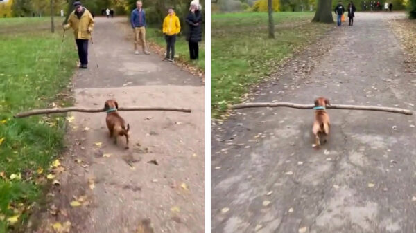 Deze "small fellow" is de allercoolste hond die je vandaag gaat zien