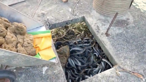 Wel eens een lading paling gevoerd op een boerderij in Taiwan?