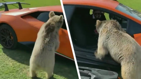 Al eens een beer een Lamborghini zien slopen?