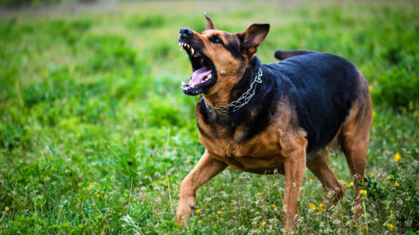Steengooier kan dankzij karma-hond een tetanusprik gaan halen