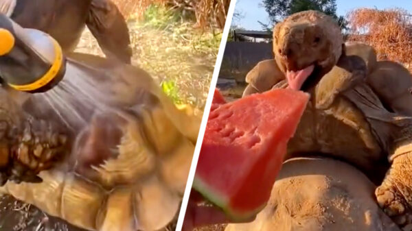 Barmhartige samaritaan verzorgt de versnaperingen tijdens een work-out