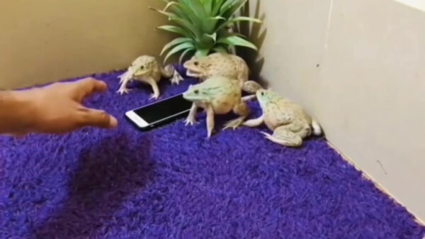 Nee vriend, die telefoon is nu van ons