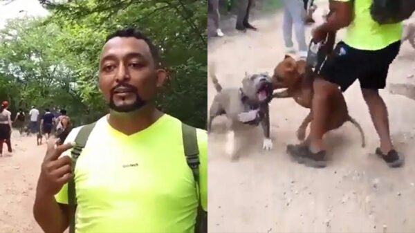 Hondeneigenaar laat tijdens interview zien dat pitbulls voortreffelijke honden zijn