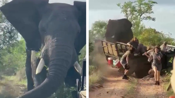 Agressieve olifant gaat volle bak in de aanvalsmodus en bezorgt toeristen de schrik van hun leven