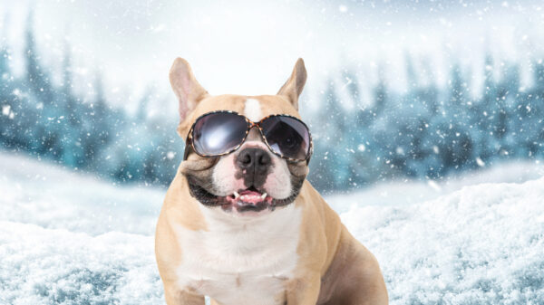 Franse buldog doet een 180 graden nopescope