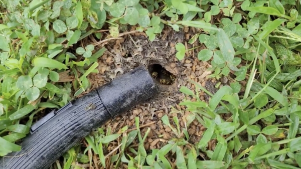 Ook last van een wespennest in je tuin? Pak gewoon je stofzuiger erbij!