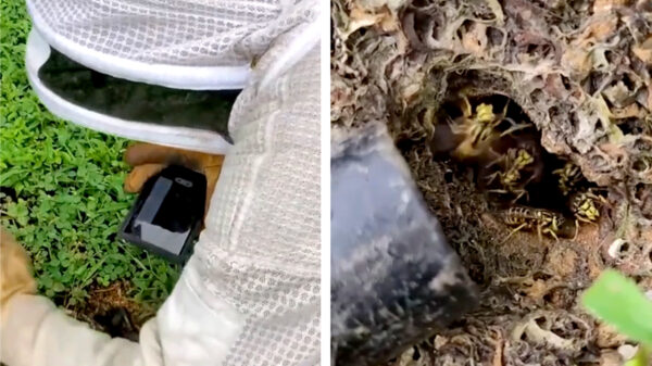 Ook last van een wespennest in je tuin? Pak gewoon je stofzuiger erbij!