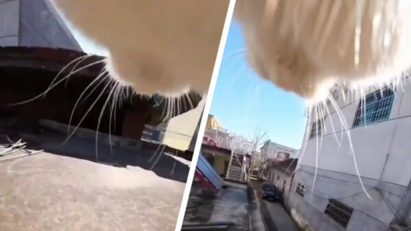 Vergeet springende mensen, kattenparkour is pas écht vet om naar te kijken