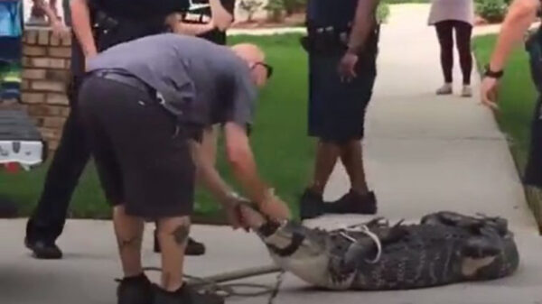 Protip: pest nooit een krokodil, ook al zit 'ie vastgebonden