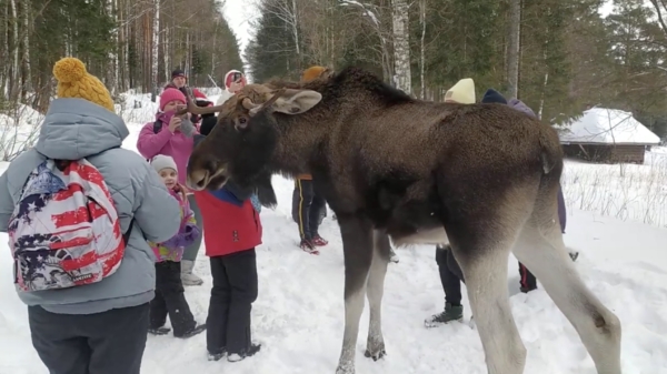 Beste idee van de dag: je kind met een Russische eland laten knuffelen