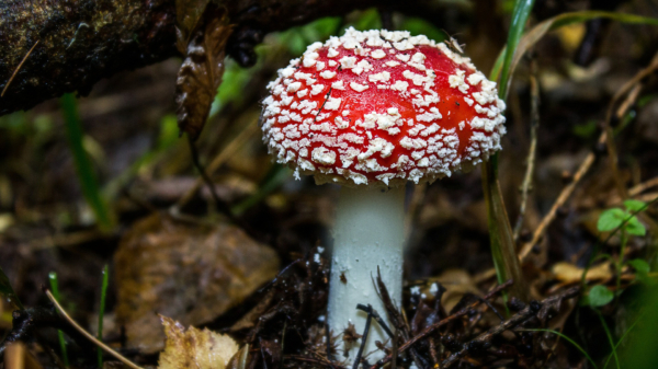 Iemand enig idee wat voor paddenstoel dit is?