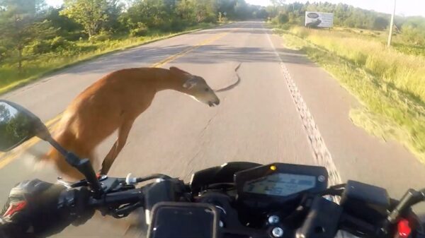 Overstekende BAMbi kegelt motorrijder vol de berm in