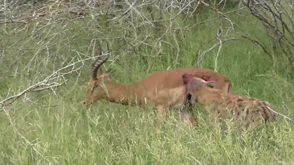 Halve impala probeert aan hongerige hyena te ontsnappen