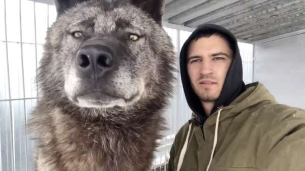 Met deze wolf als huisdier heb je nooit meer last van inbrekers!
