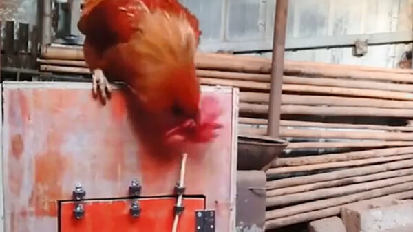 Uitgeslapen haan komt z'n chickie redden