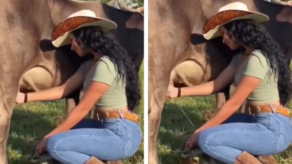 Opeens heb je het: je identificeert jezelf als koe