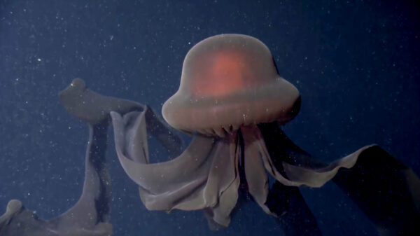 Gigantische zeldzame 'schijfkwal' op één kilometer diepte op video vastgelegd