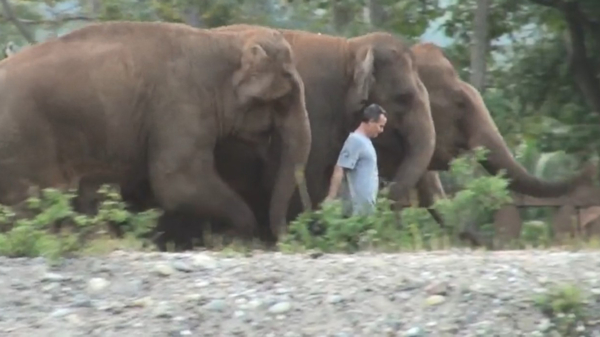 Kudde olifanten helemaal door het dolle als ze hun verzorger na 14 maanden terugzien