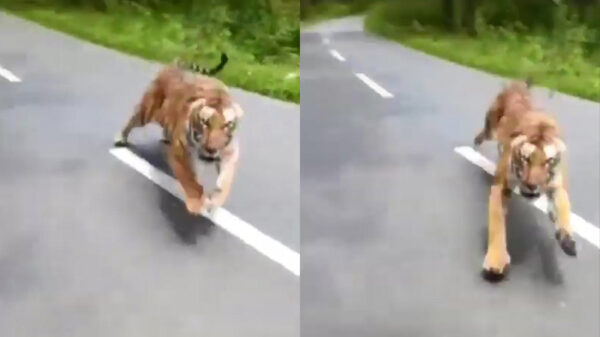 WOW: Indiase rangers weten ternauwernood te ontsnappen aan een tijger