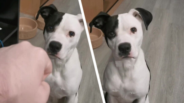 Even je hond aanleren dat 'ie niet moet aanslaan als er iemand aanklopt