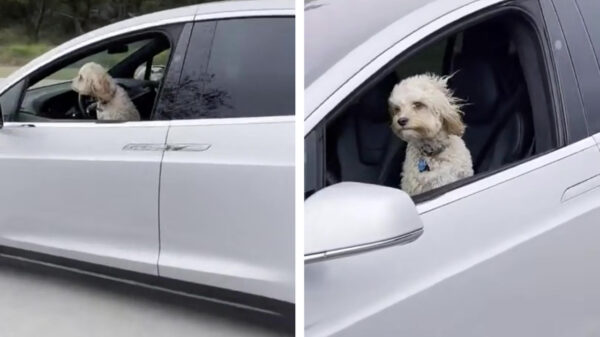 Als je hond de autopilot-functie van je Tesla ontdekt