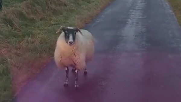 De klassieker van het schaap en de boze Schotse autobestuurder