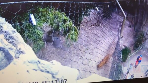 Tijger is net zo'n viespeuk als R. Kelly en besproeit klein meisje