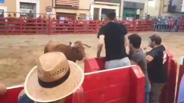 Koekenbakker verliest overtuigend wedstrijdje koppen van een stier