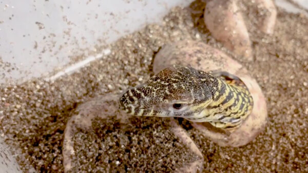 Awesome: na 122 jaar voor het eerst komodovaranen geboren in Bronx Zoo