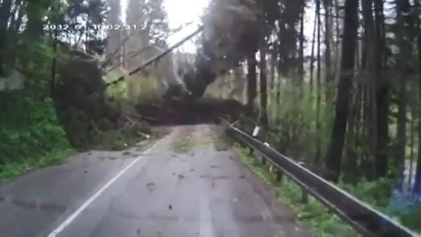 Ook groot gedeelte van bossen plat doordat bevers in staking gaan