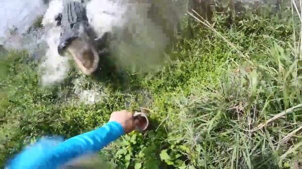 Visser is zijn vangst en arm bijna kwijt aan hongerige krokodil