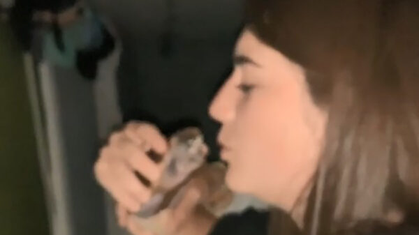 Schildpad een kusje geven