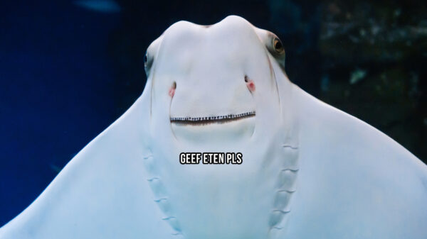 Al eens een pijlstaartrog gevoerd zien worden?