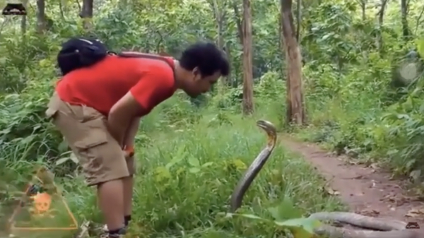Indonesische slangenfluisteraar helpt koningscobra uit z'n strakke jasje