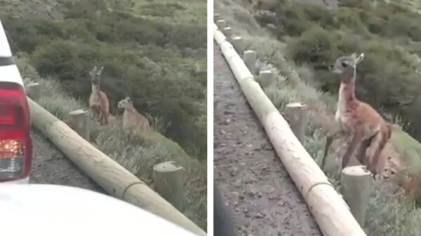 Onverwachte bezoeker krijgt te maken met een onverwachte bezoeker