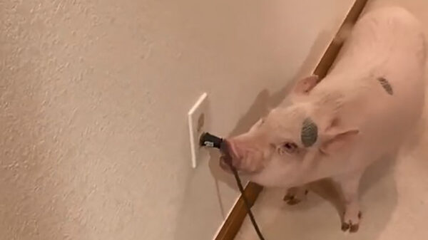 Mens, kap eens met al dat lawaai