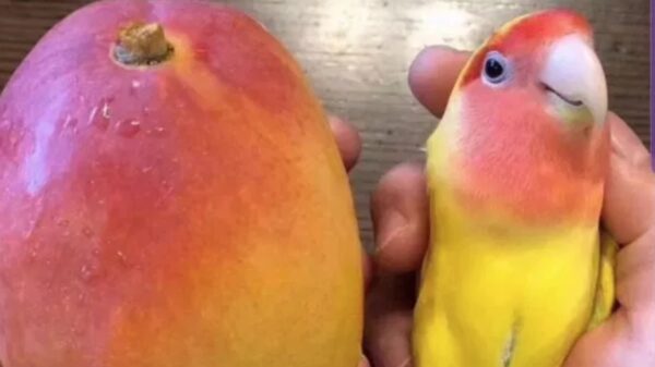 Deze 23 foto's zijn als een Thaise massage voor je ogen