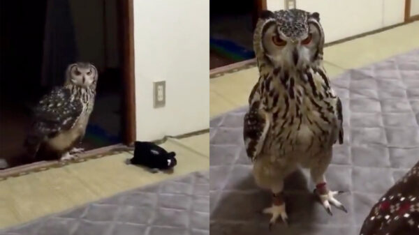 Bro, wat flik je me nou? Deze zijn niet echt!