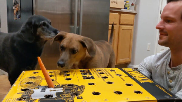 Met een wortel en een kartonnen doos vermaak je je honden de hele dag